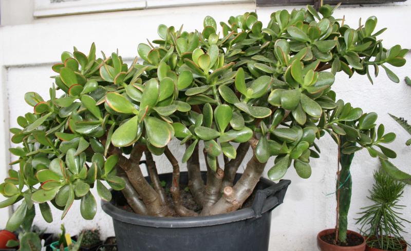 Crassula ovata  555728crassulaovataentierjpg