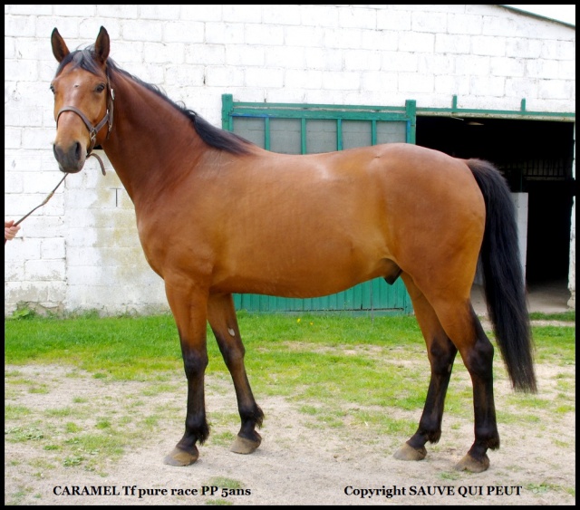 [PLACE CINDY] CARAMEL  Tendre... dur et collant à la fois ! 557480caramel1