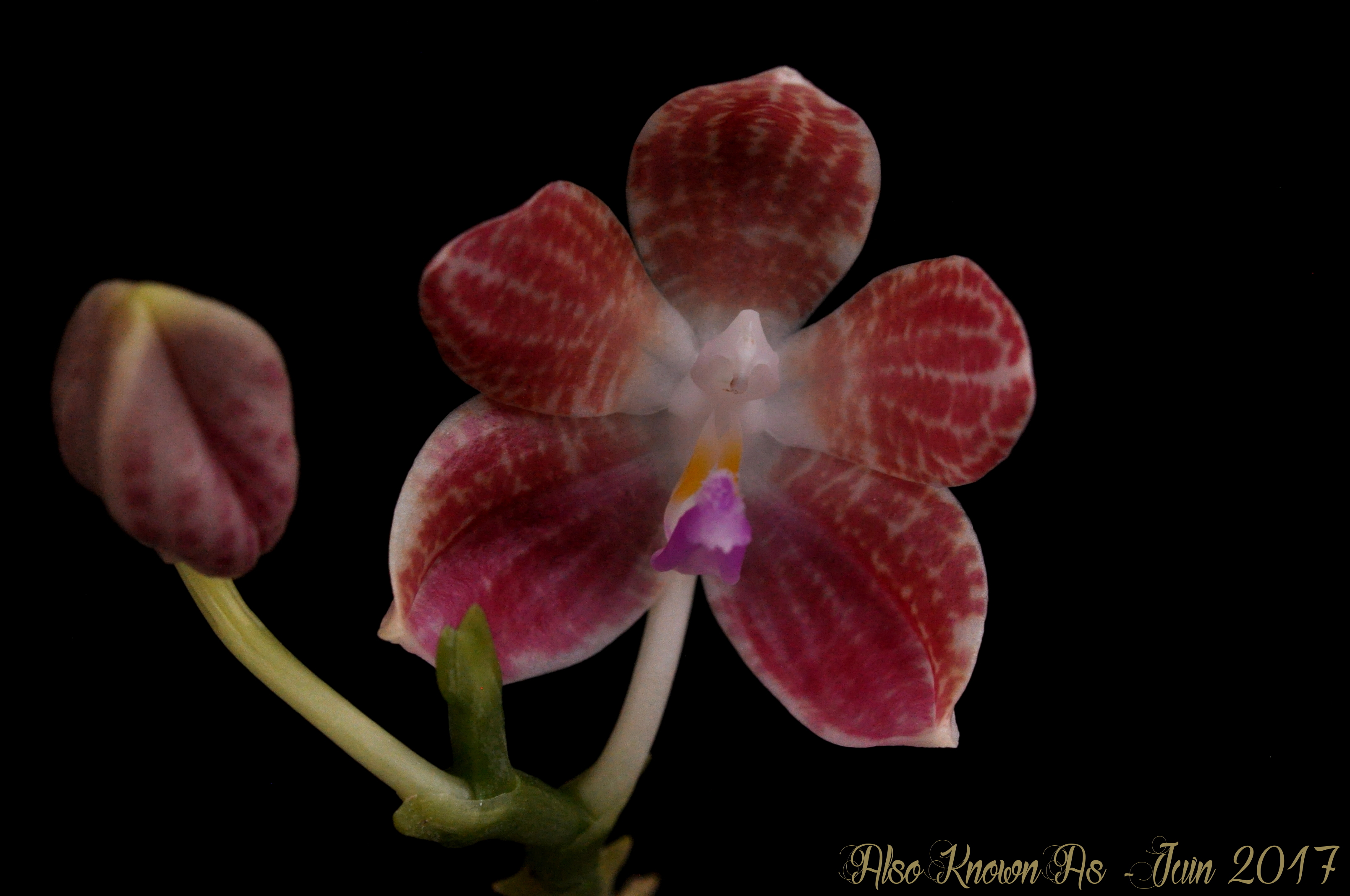 Phalaenopsis javanica x speciosa 558847javaspeciosa