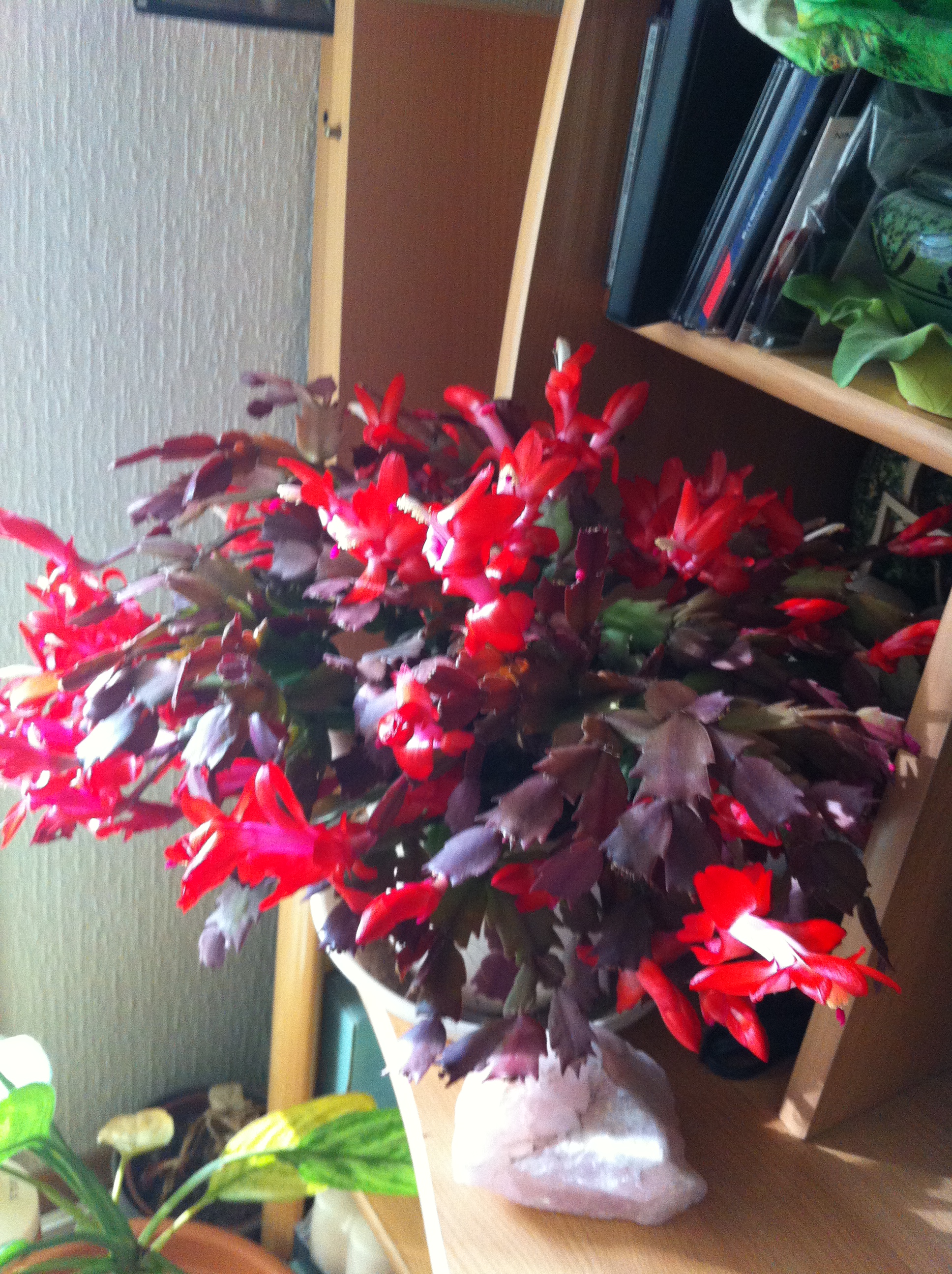 Ma bouture de mon cactus de noël (SCHLUMBERGERA) 55907920121113143611