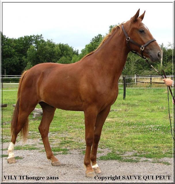 [PLACE  MARIE-CAMILLE]VILY Un vrai quarter horse bien musclé  559404vily3