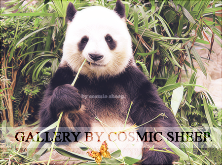 COSMIC SHEEP. ♡ my gallery. 559931PANDA