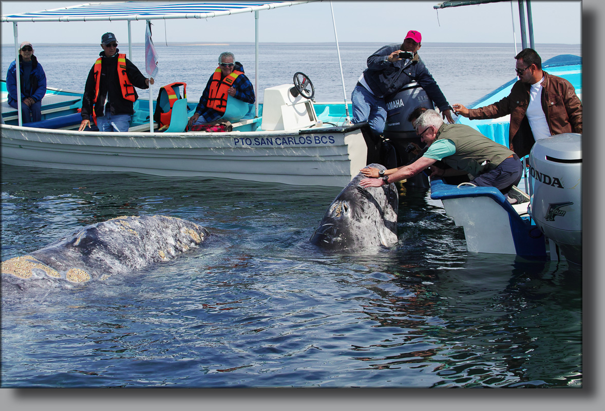 BAJA CALIFORNIA, j'ai caressé des baleines ... - Page 6 560105201703010068