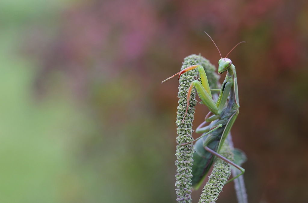 Mes insectes - Page 2 560301re6644Copier