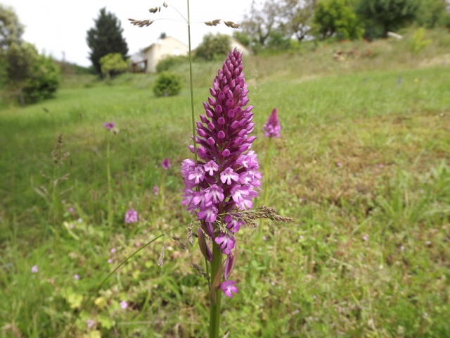 un p'tit tour du pré 560377DSCF3607orchis