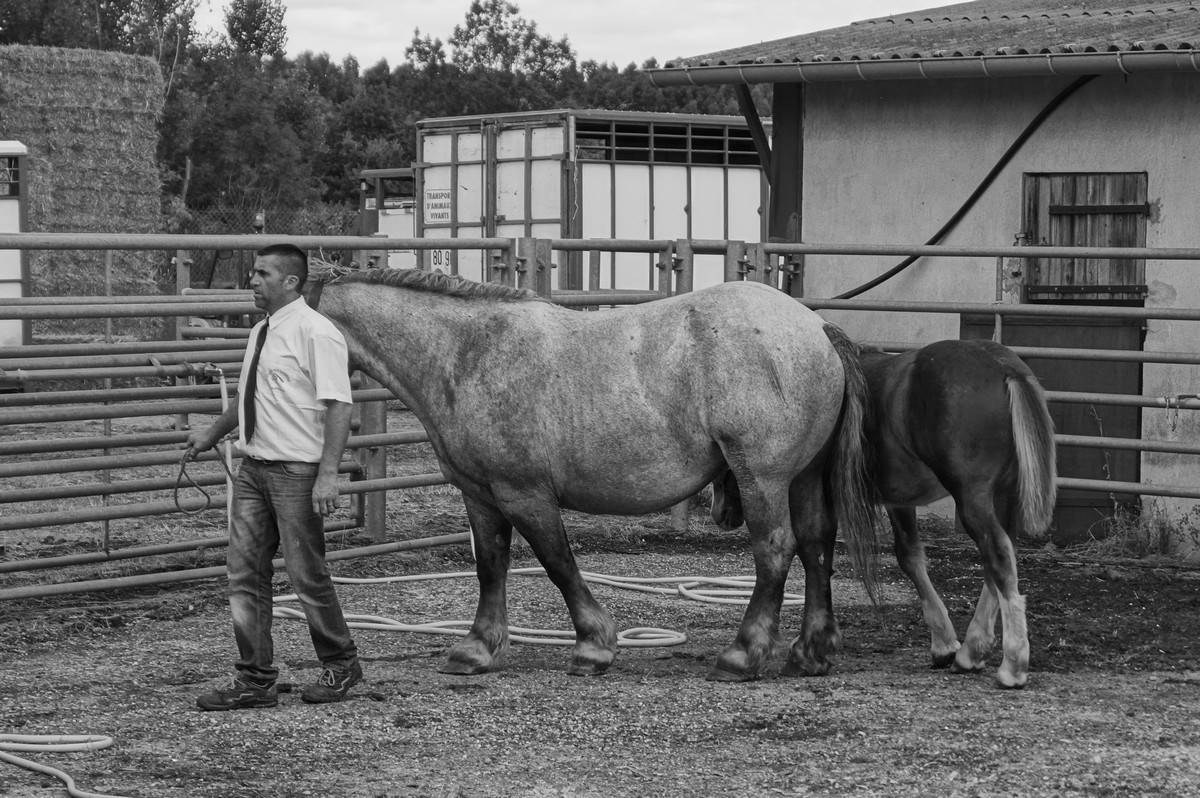 [Fil - Ouvert ] Chevaux - Page 6 561322DSC03131