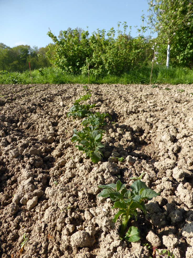 Mon  Jardin 2017. 561565pommesdeterre