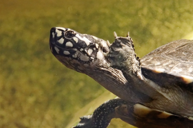 Le centre de récupération de tortues de Chavornay 561836Geoclemyshamiltonii3640x480