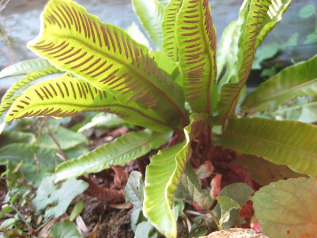 Asplenium scolopendrium - scolopendre 562416090706050345801463