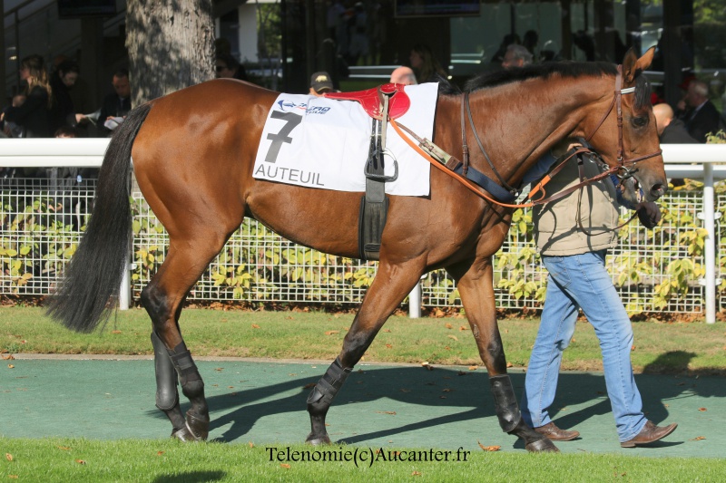 Photos Auteuil 9-10-2016 5627335J6A7722