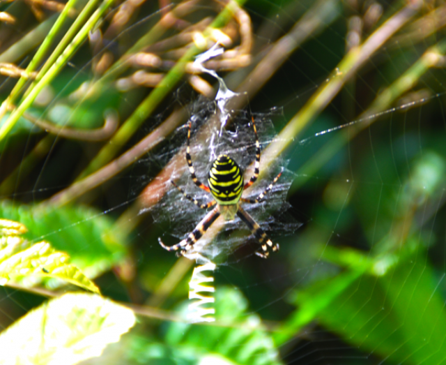 [Argiope bruennichi ] Araignée rayée jaune et noire 563090741