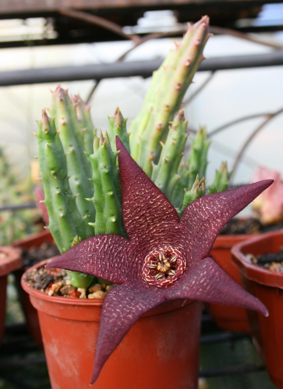 Stapelia 'Comparabilis'  563528stapeliaincomparabilis