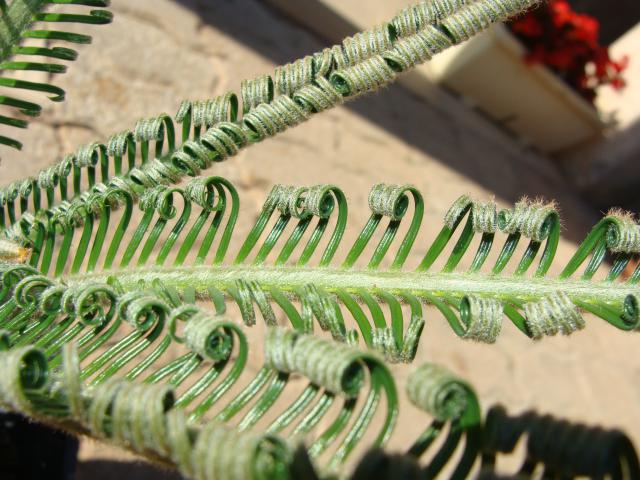 cycas 563860124007