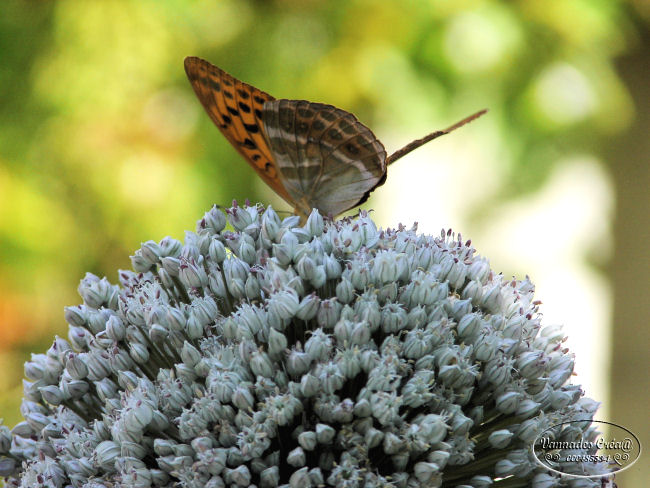 Les Fleurs de mon jardin suite 1 564267174