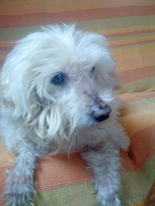 SISSY (EX SUZY) ADOPTEE PAR SUSI (82) 564334milou1JPG