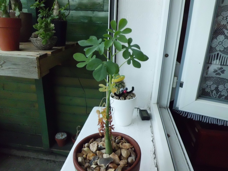 adenia fruticosa 564480CIMG4372