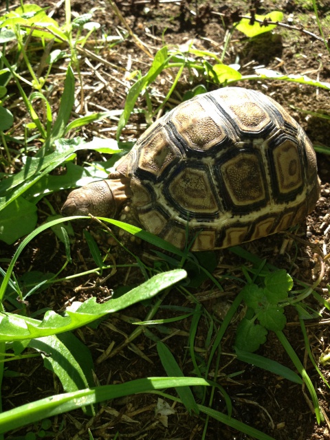 Des photos de mes tropicales de sortie aujourd'hui 565298IMG7579