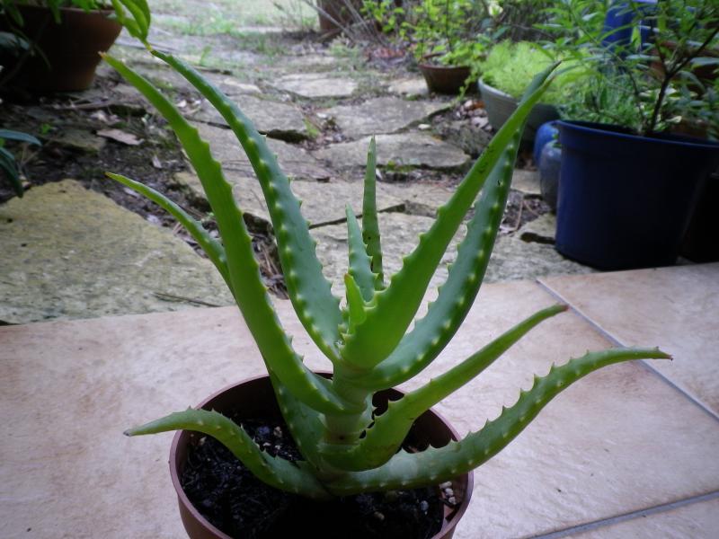 [Aloe arborescens] 565448AloeIMGP2081