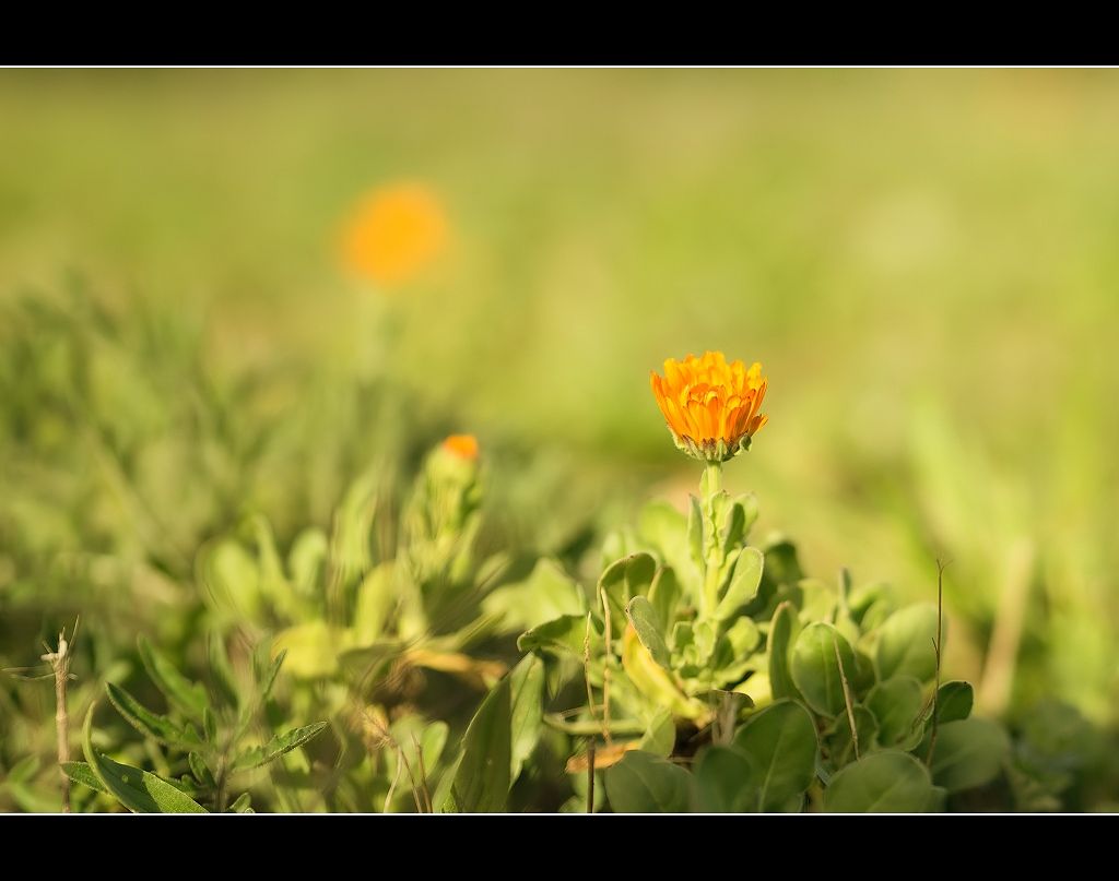 test Olympus 45 F1.8 en proxy 567026flrez1wrb