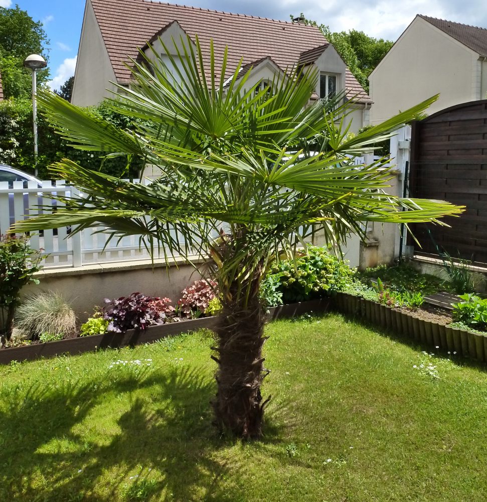 petit palmier deviendra grand... 567507Trachycarpus003