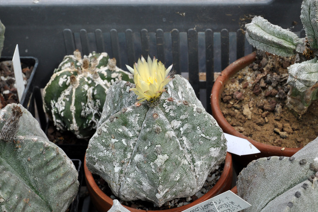 Astrophytum myriostigma cv 567533astromyrio002