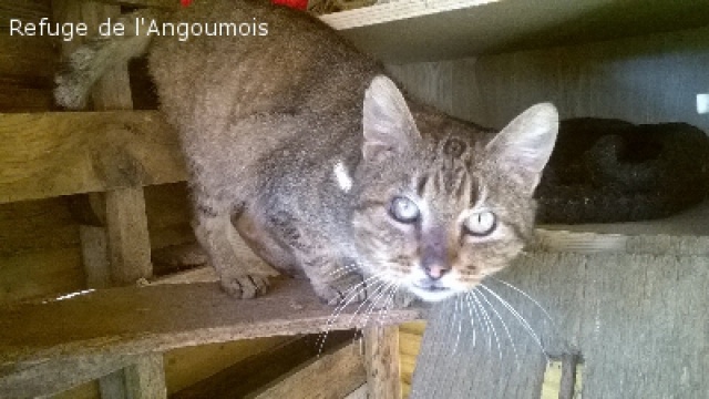 PAPINOU M 11 ANS ADORABLE MINOU - FIV (sauvé euthanasie) EN F.A. REFUGE ANGOUMOIS 16 571796papinou10373