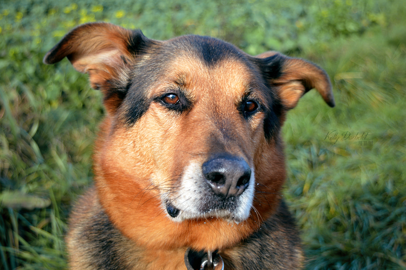 REXx - x beauceron 13 ans (5 ans de refuge)  SLPA à Amance (54) 574008DSC0069