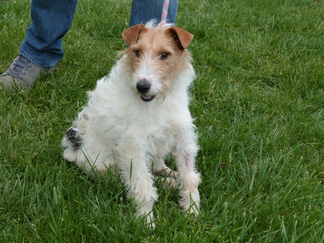 BUDDY Fox Terrier 3 ans - Spa de Poitiers (86) 577154245fBuddy4