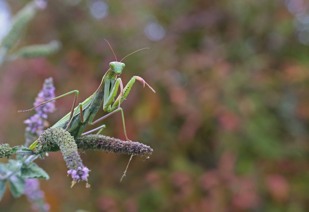 Mes insectes - Page 2 577916re6612Copier