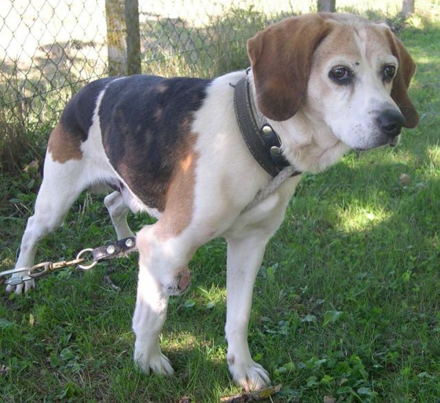 PATTO, croisé beagle mâle,  10 ans (25) 580063patto11