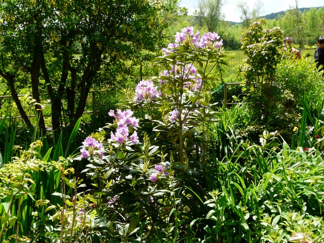 la maison de Claude MONET et ses jardins a Giverny(27) 580375043