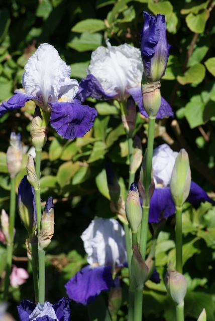 Iris 'Arpege' - Flora [identification] 580897008