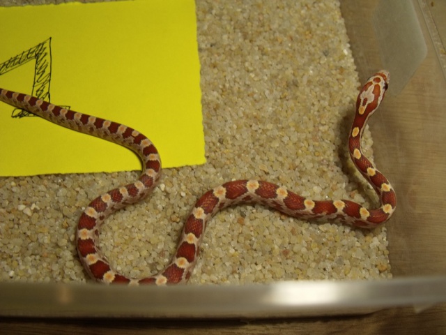 Hypo X Hypo het Anery, Diffused, Motley 581106femelle1