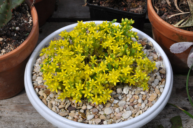 Sedum acre 581594sedumacre