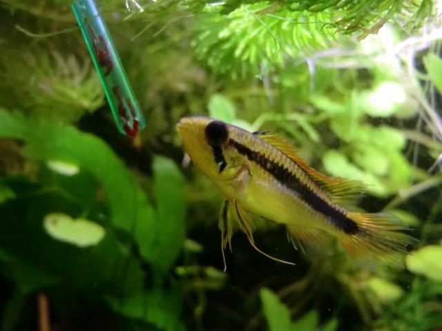 Repro apistogramma agassizii 586307CIMG6537