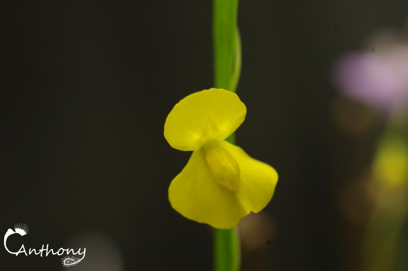 Utricularia involvens 589140IMGP6301