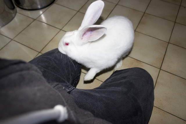 [DECEDE] DJANGO, jeune lapin de laboratoire 589805IMG7040