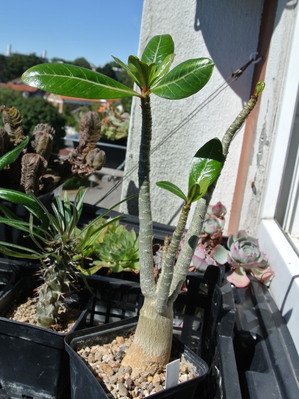 Adenium obesum (divers) et arabicum sur les rebords de fenêtres... 594212arabicum20