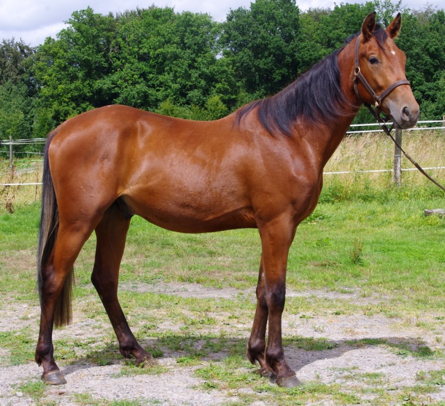 [PLACE ERIC]  ESTEBAN  Tendresse et zénitude au RDV... 595245esteban4