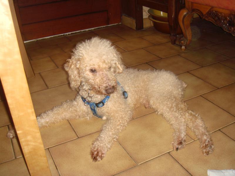 SKIPY CANICHE BLANC MALE 11 ANS - ADOPTE  - Page 2 596086DSC05415