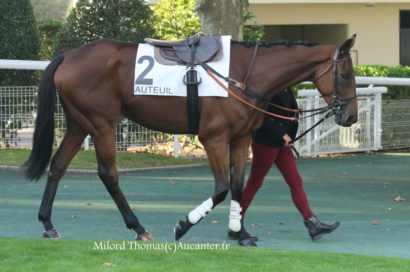 Photos Auteuil 9-10-2016 5985575J6A8131