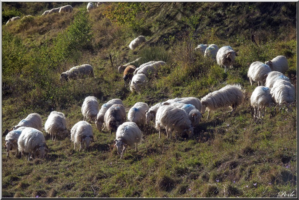 Vallée d'Aspe  599926aubise19