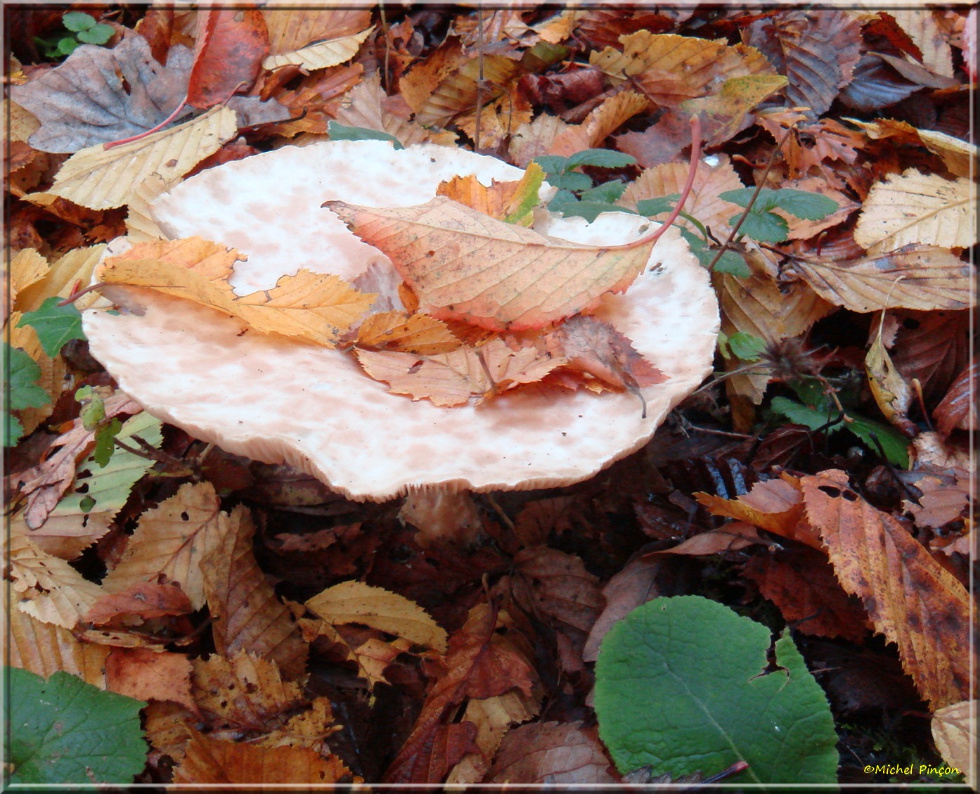 [fil ouvert] les champignons - Page 8 600267DSC014083