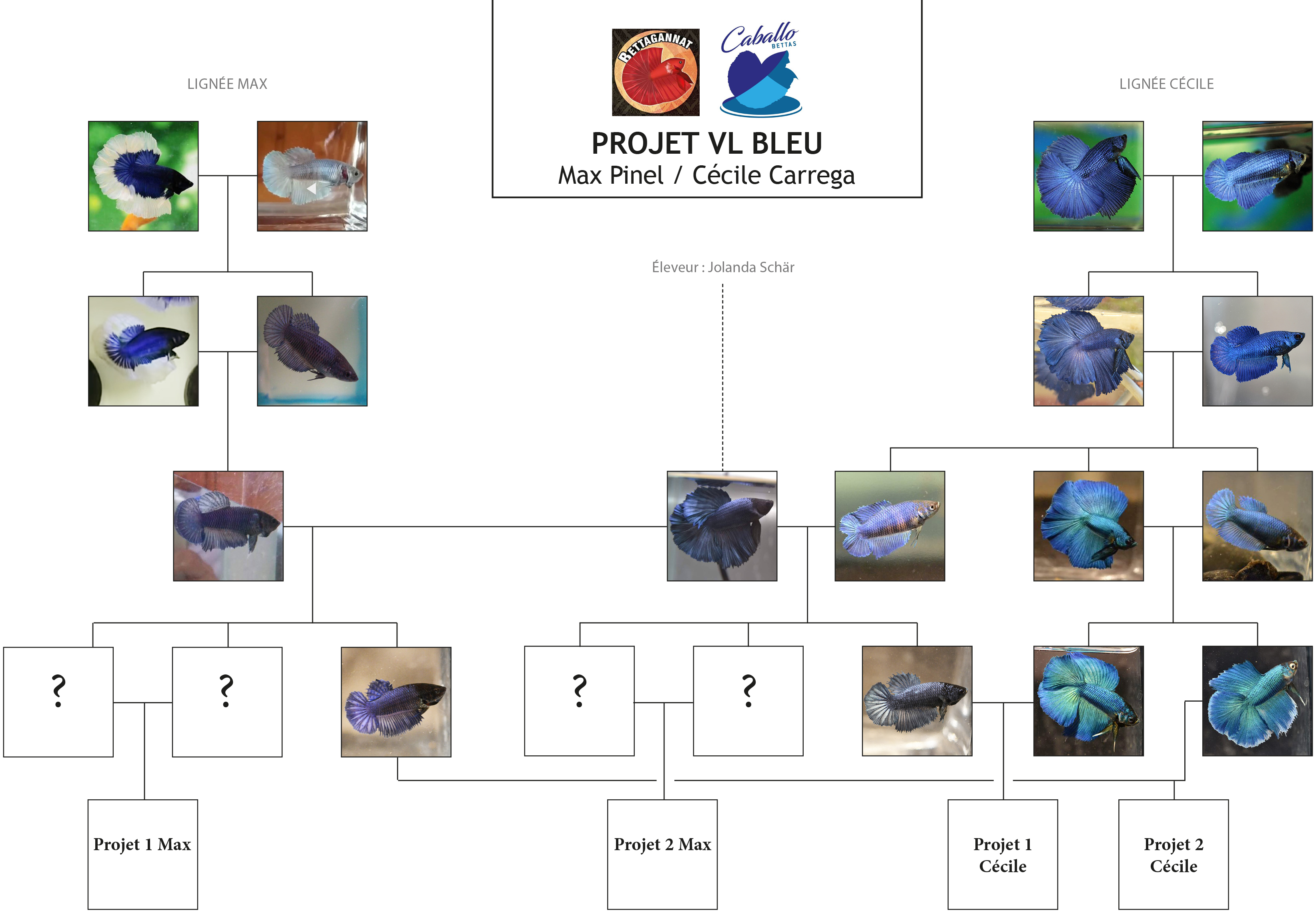 F3 - Lignée VL bleu HM/DT - Page 3 601634Arbreglobal