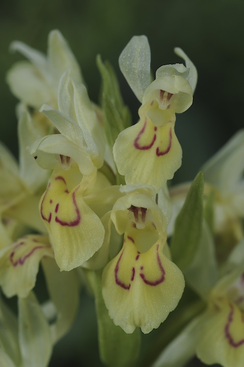 Dactylorhiza sambucina (Orchis sureau) 605811Sam04