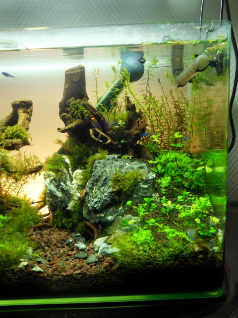 (60L) Essai d'aquascape - Page 3 6062862mois4