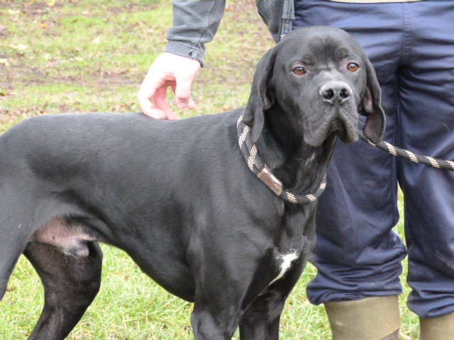 TRISTAN - x pointer 3 ans - Spa de Poitiers (86) 606844747fTristan5