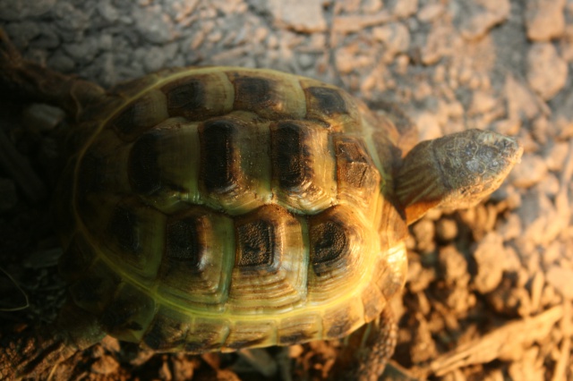 Tortue des steppes ? 607329IMG3757