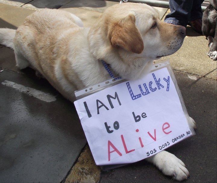 01 - Flashmob de Paris contre l'euthanasie des chiens de Roumanie - 10 avril 2011 6074792556952119880717002124531091126670206493675n