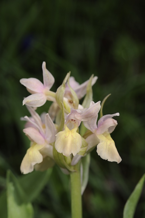 Dactylorhiza sambucina (Orchis sureau) 607712Sam08